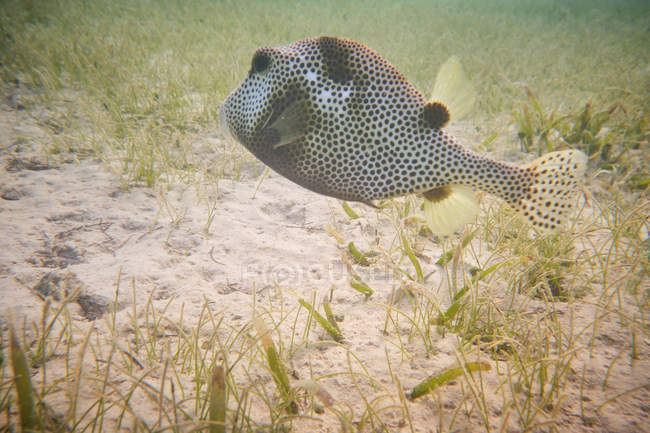 Плямиста п'яна риба плаває на глибині піску в чистій кристалічній воді — стокове фото