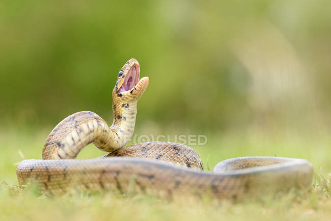 Змея-питон свернувшаяся на земле на размытом фоне — стоковое фото