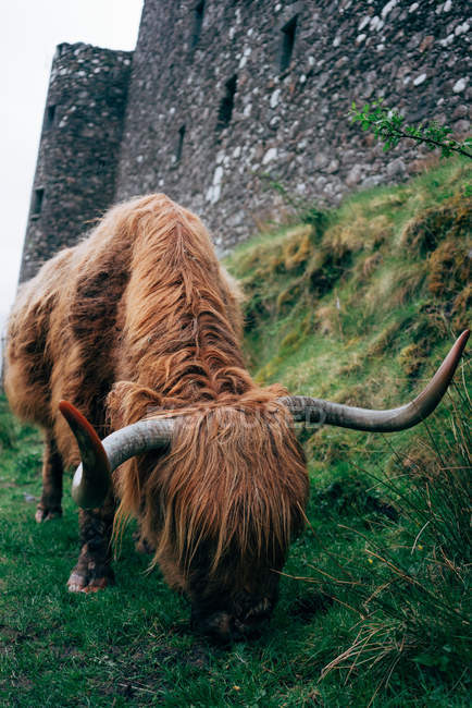 Riesige Ingwer-Yak weidet auf grünem Rasen gegen gealterten Steinbau, Schottland — Stockfoto