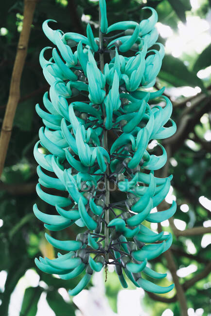 From below of growing bunch of turquoise Jade Vine flowers in greenhouse, Scotland — Stock Photo