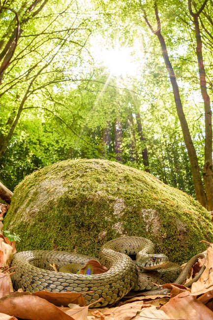 Serpente python enrolada no chão na floresta — Fotografia de Stock