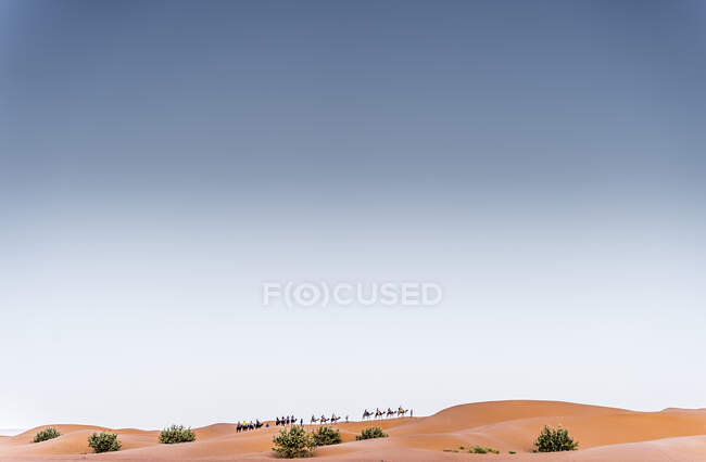 Верблюды и люди, идущие между песчаными землями в пустыне в Марокко — стоковое фото