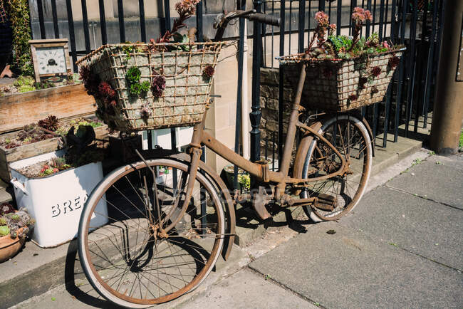 Vieja bicicleta oxidada con cestas llenas de suculentas y plantas en crecimiento junto a la calle, Escocia - foto de stock