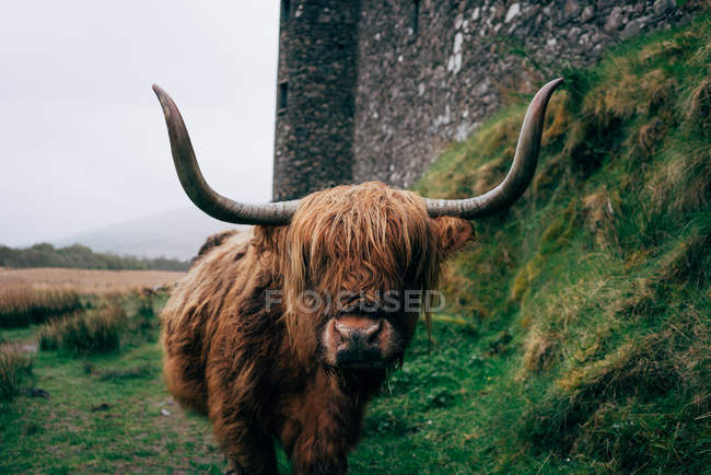 Huge ginger yak standing on green lawn against aged stone building, Scotland — Stock Photo