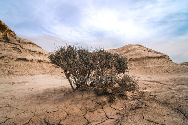 Краєвид пустельних пагорбів і сухий кущ на тлі блакитного неба — стокове фото