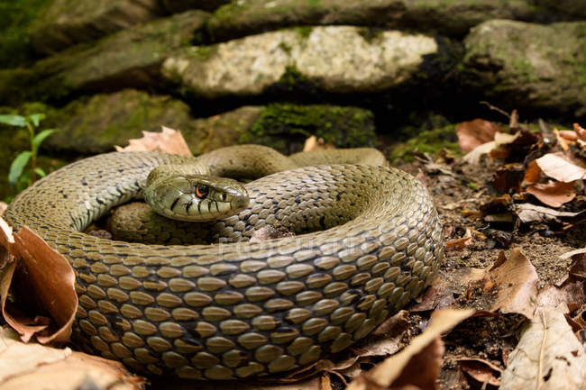 Pitone serpente arricciato a terra su sfondo sfocato — Foto stock