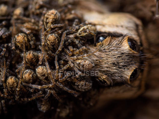 Poisonous tarantulas crawling on animal prey — Stock Photo