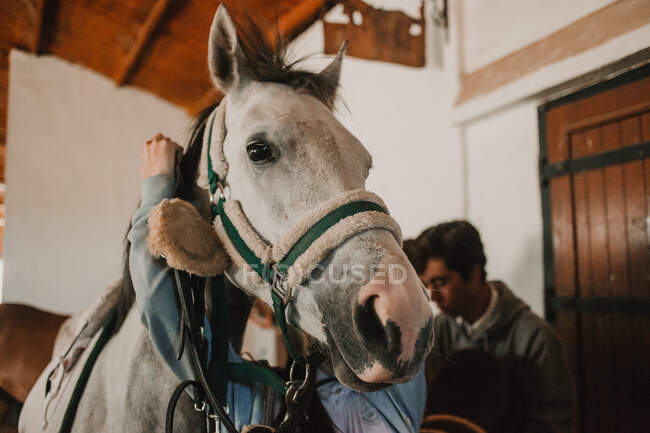 From below of white purebred horse in harness with people grooming before ride on ranch — Stock Photo