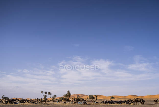 Campamento de camellos en el desierto, descansando en un día caluroso en verano cerca de palmeras - foto de stock