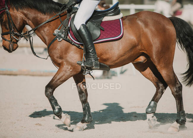 Crop side view of rider in leather boots riding horse on hippodrome in bright sunshine — Stock Photo