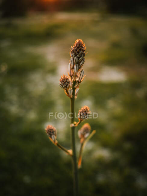 Fleur fleurie d'asphodel en terrain pittoresque au beau coucher du soleil — Photo de stock