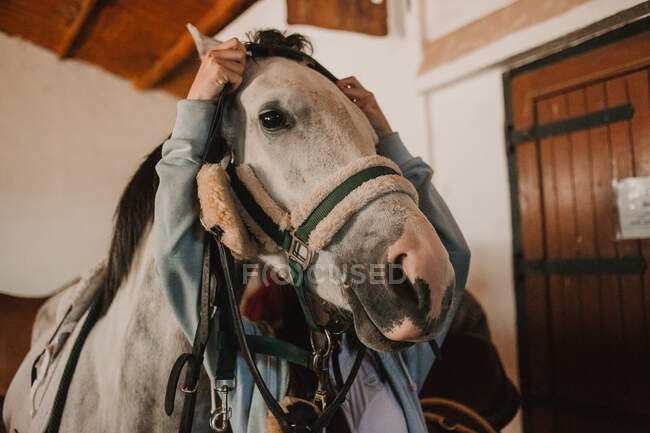 From below of white purebred horse in harness with people grooming before ride on ranch — Stock Photo