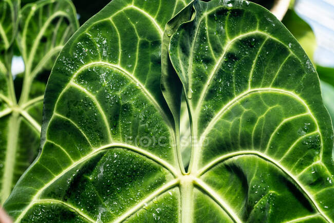 Hintergrund der Textur riesiges tropisches Blatt mit weißen Adern in glänzenden Wassertropfen, Schottland — Stockfoto