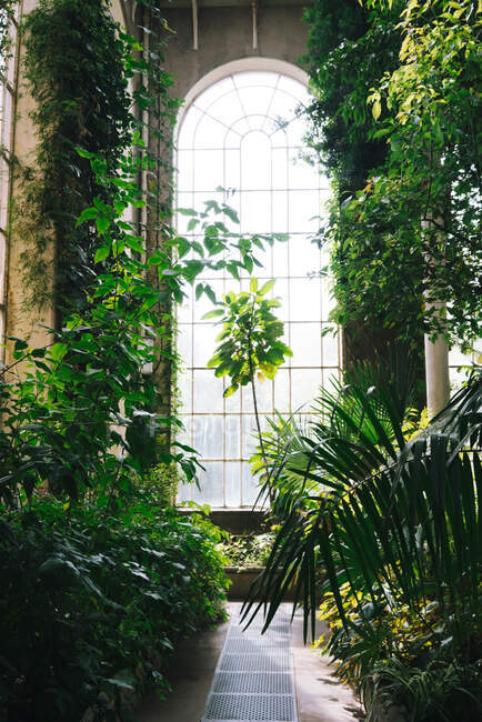 Green plants and bushes inside of old greenhouse with high ceiling and arched window, Scotland — Stock Photo