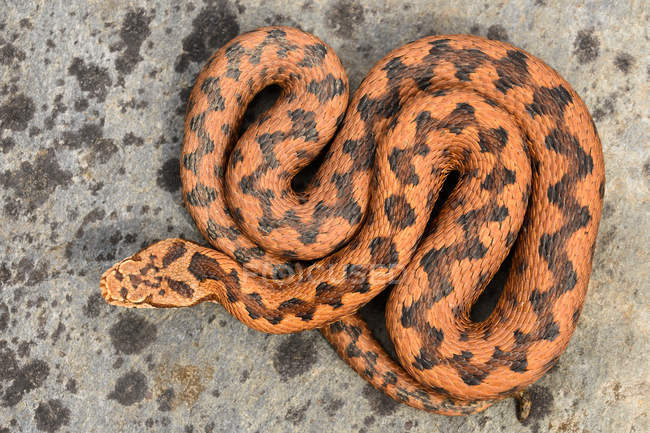 Serpent repéré couché sur fond d'asphalte teinté à l'extérieur — Photo de stock