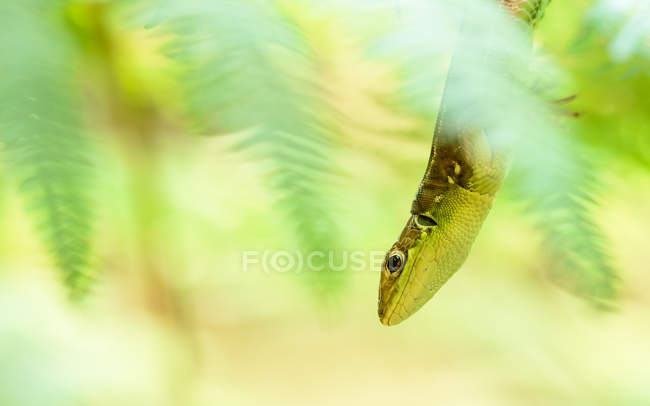 Primer plano de lagarto verde sentado en la hierba sobre fondo borroso - foto de stock