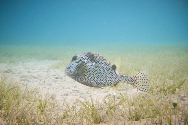 Пьяная рыба на песчаном дне океана — стоковое фото