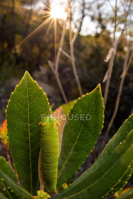 Primo piano di lucertola verde seduta sulla pianta — Foto stock