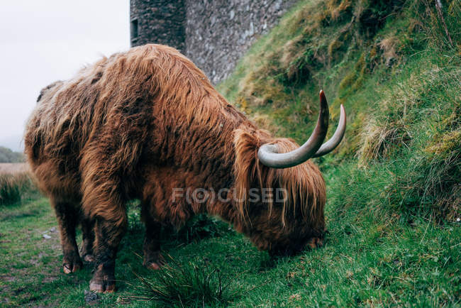 Huge ginger yak grazing on green lawn in countryside — Stock Photo