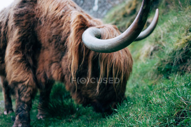 Closeup of huge ginger yak grazing on green lawn in countryside — Stock Photo