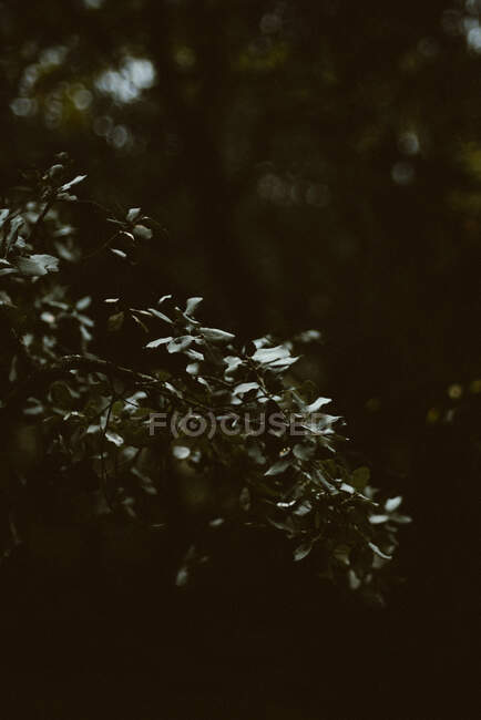 Arbusto verde creciendo en el bosque - foto de stock