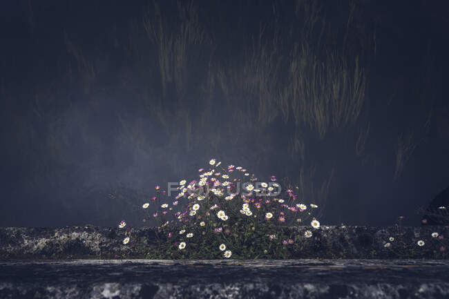 Fleurs blanches et roses tendres poussant dans un lit de jardin gris sombre le long d'un mur sombre — Photo de stock
