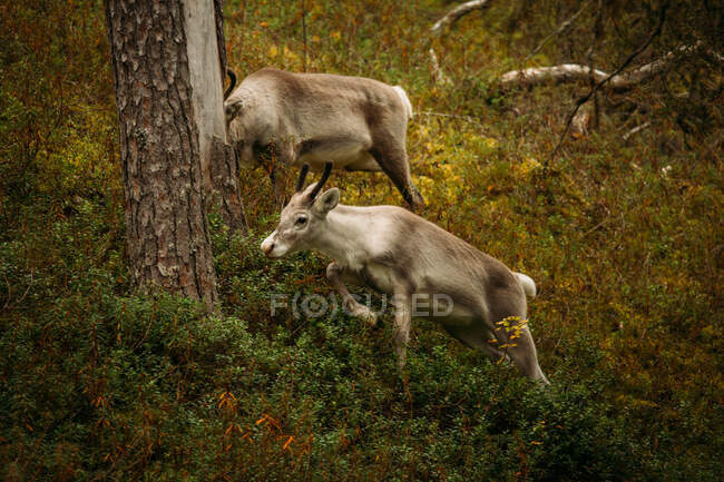 Jovens renas selvagens pastando e correndo na grama na floresta na Finlândia — Fotografia de Stock