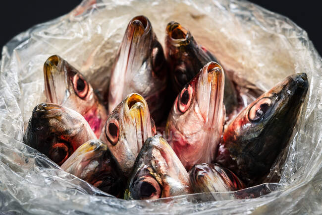 Closeup de peixe cru colocar em cabeças saco de plástico aberto saindo — Fotografia de Stock