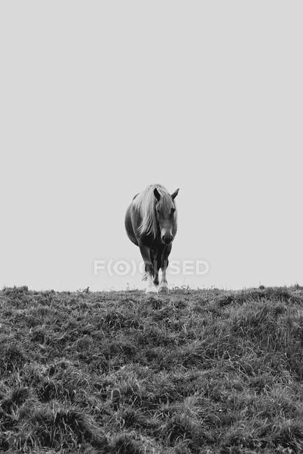 Preto e branco tiro de cavalo incrível pastoreando no prado em montanhas — Fotografia de Stock