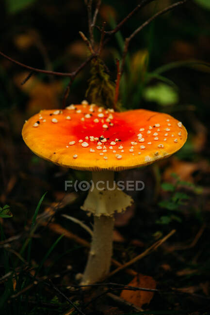 Fungo agarico di mosca di primo piano che cresce su terreno umido di foresta in Finlandia — Foto stock