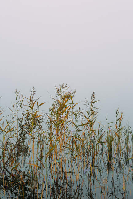 Желтые и зеленые сушеные растения, растущие в болотной воде в туманный день в Финляндии — стоковое фото