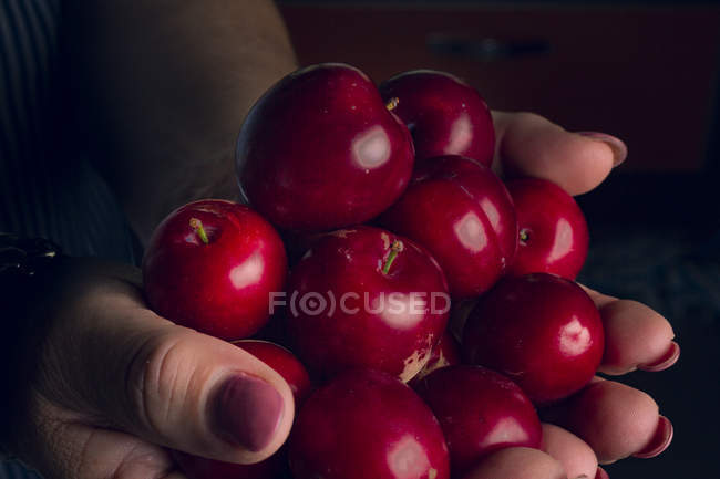 Imagen recortada de una mujer sosteniendo cerezas maduras - foto de stock