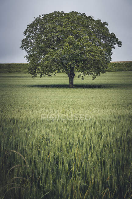 Splendido albero con grande corona e foglie lussureggianti in campo in giorno nuvoloso — Foto stock