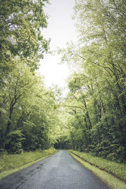 Гладкая асфальтовая дорога в мрачном зеленом лесу с пышными различными деревьями — стоковое фото
