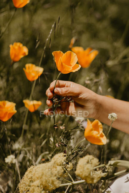 Hand of anonymous female picking bright orange flower in green summer meadow on sunny day in countryside — Stock Photo