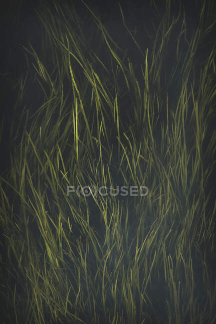 Form above fresh bright green grass growing randomly on black background — Stock Photo