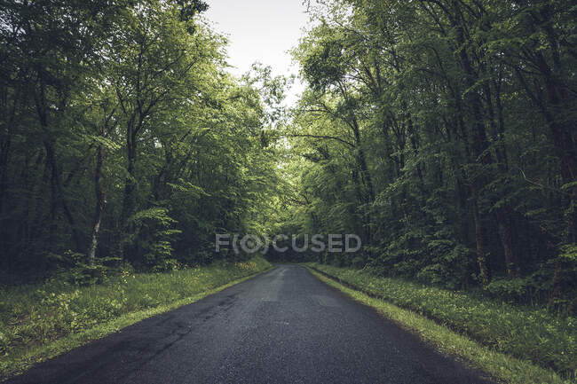 Smooth asphalt road in gloomy green forest with lush different trees — Stock Photo