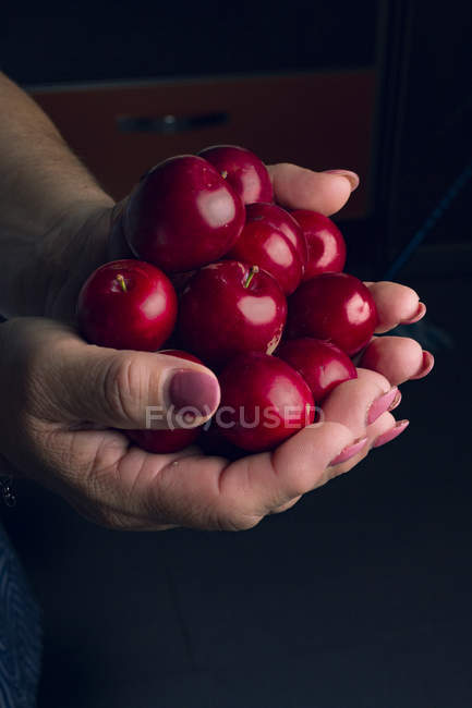 Обрезанный образ женщины, держащей спелые вишни — стоковое фото