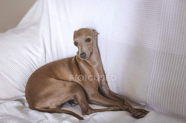 Friendly little italian greyhound dog lying down on sofa — Stock Photo