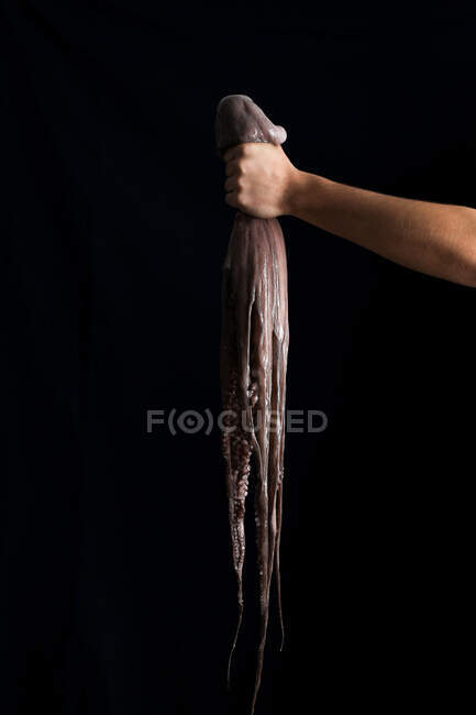 Серый здоровый осьминог в протянутой руке — стоковое фото