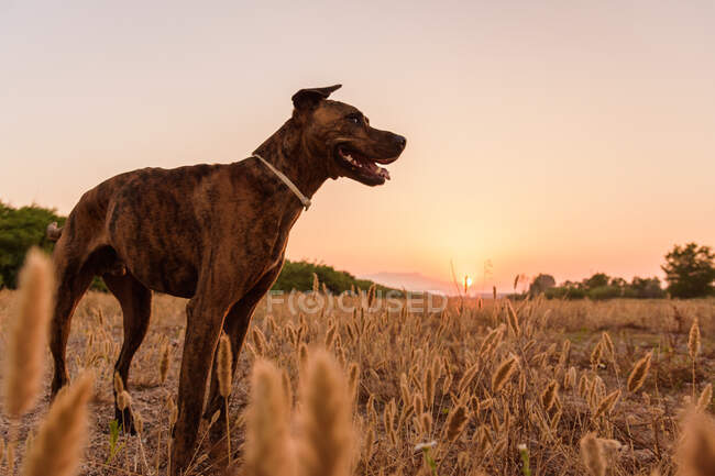 Großer Hund mit kurzem und glattem Fell läuft frei auf wilder Wiese mit hohem Gras während des wunderschönen roten und orangen Sonnenuntergangs — Stockfoto