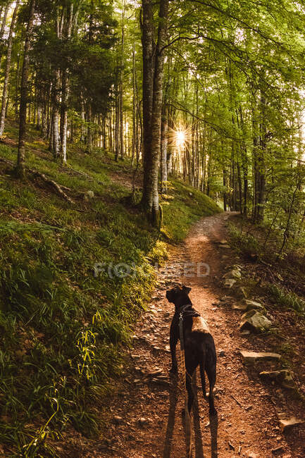 Вид черной собаки с поводком, идущей по тропинке среди деревьев в солнечный день — стоковое фото