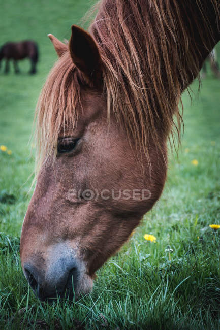Cabeza de un increíble caballo con capa de castaño coloreada de pie sobre fondo borrosa de la naturaleza. - foto de stock