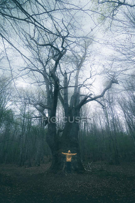 Zurück Ansicht der Touristen bewundern riesigen alten Baum mit Moos bedeckt auf dem Hintergrund des bewölkten Himmels — Stockfoto
