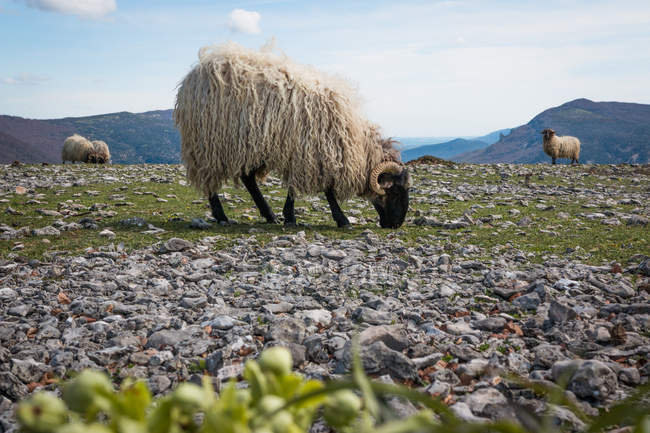 Bloque de ovejas floridas de montaña que pastan y comen hierba en pradera verde. - foto de stock