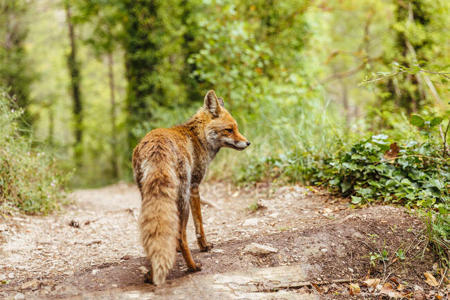 Raposa caminhando pela floresta livremente — Fotografia de Stock