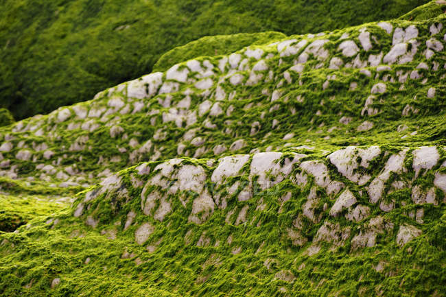 Gros plan de colline pierreuse couverte de mousse dans la nature — Photo de stock