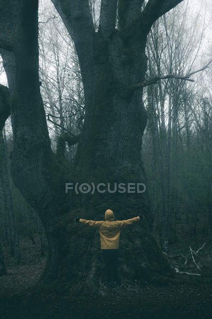 Back view of tourist admiring huge ancient tree covered by moss on background of cloudy sky — Stock Photo