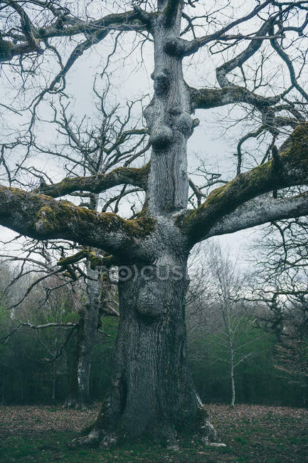 Árbol antiguo enorme cubierto por musgo en el parque en el fondo del cielo nublado. - foto de stock