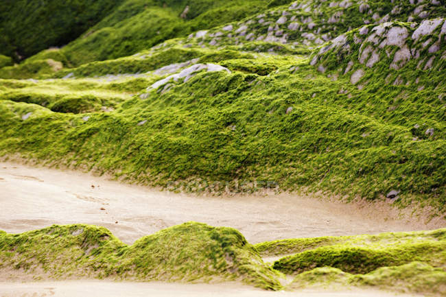 Caminho pedestre e colina pedregosa coberta com musgo na natureza — Fotografia de Stock